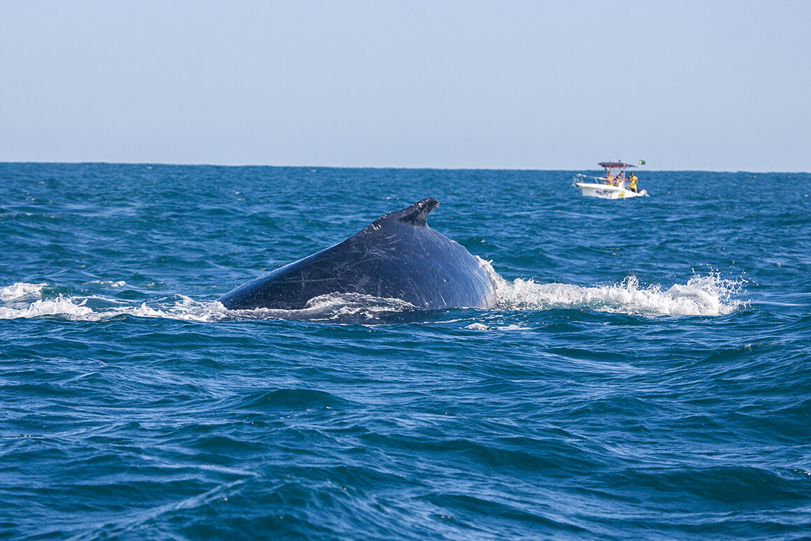 Baleia emergindo com lancha de observação ao fundo