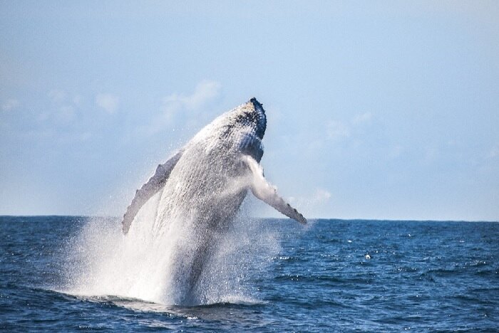 Baleia jubarte em salto completo sobre o oceano