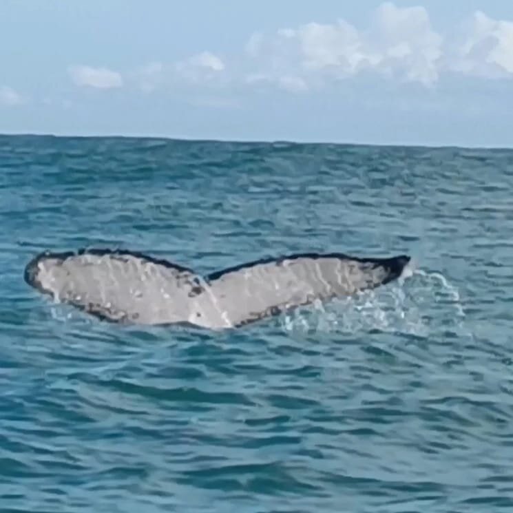Cauda de baleia jubarte de perto na superfície do mar